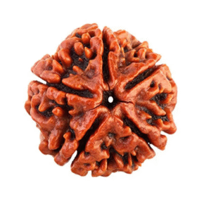 5 Mukhi Rudraksha